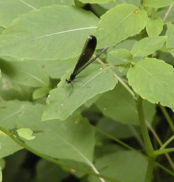 dragonfly 2.jpg