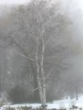 Birch Tree