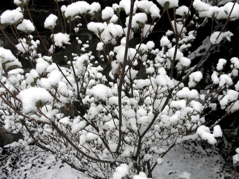 Snow Blossoms