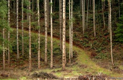 Up the hill and through the woods