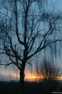 Tree and sunrise