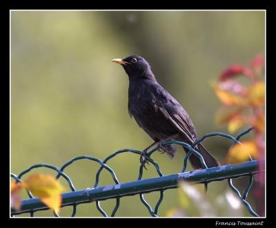 Blackbird