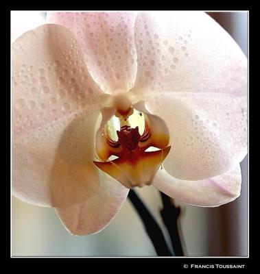 My first orchid
