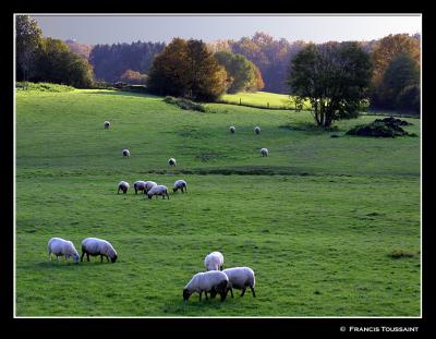 Pastorale