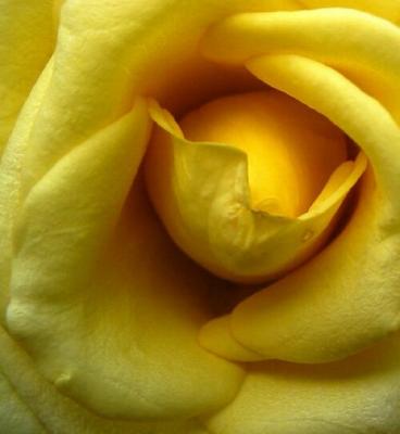 Yellow rose2.jpg