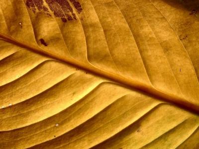 Golden Veins