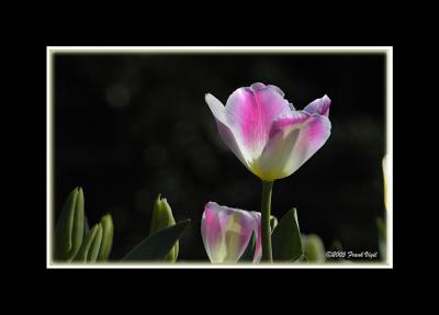 Springtime