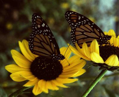 Monarchs-2.jpg