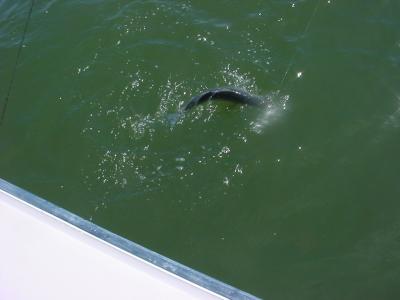 Nice 25 fish