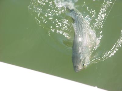 4/5/2005 -Hooked and released on light tackle