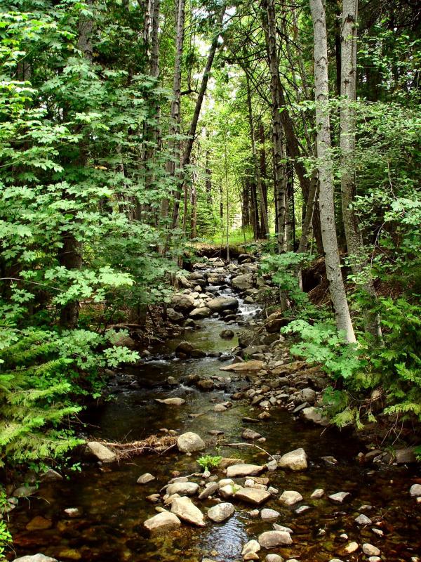 Side stream on the Truckee