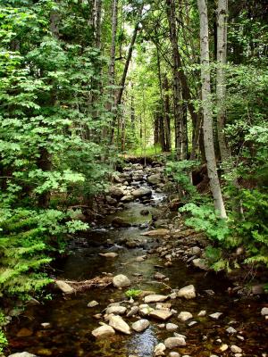 Side stream on the Truckee