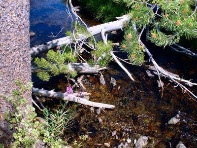 Creek Twigs
