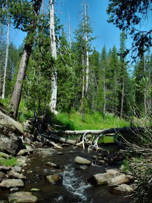 Log Jam Creek