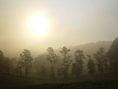 05710 Treetop Foggy Sunrise