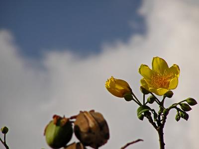 03-Apr-2005. Flower in the sky / Flor en el cielo