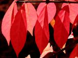 Red Leaves Watercolor