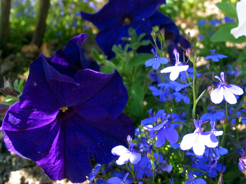 Blue Flowers