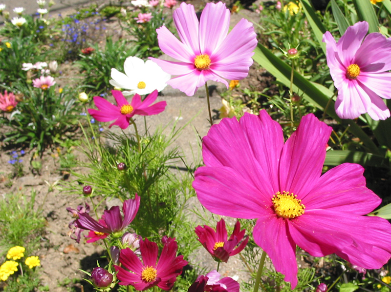 Pink Flower Assortment