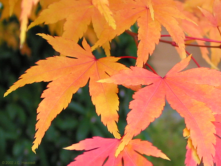 Leaves of Fall
