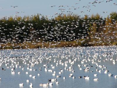 Oies des neiges