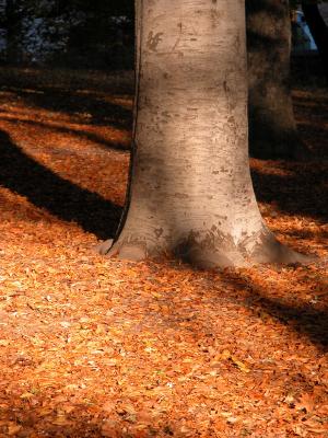 central park