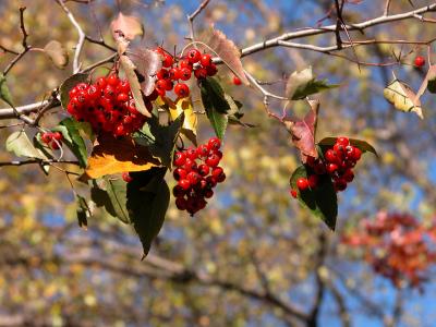 winter berries