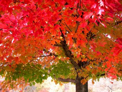 red tree