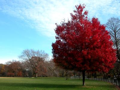 central park, red tree