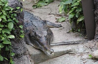 croc, African Pavillion