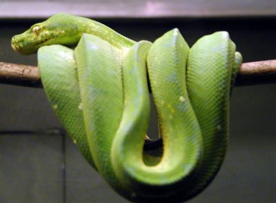 Green tree python