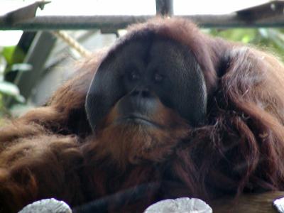 Orangutan Toronto Zoo