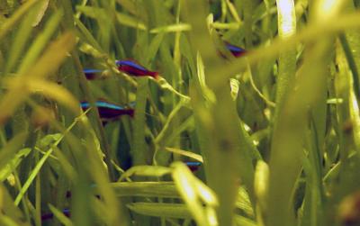 Neon Tetras