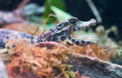 Baby lizzard