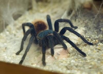 Green Bottle Blue tarantula