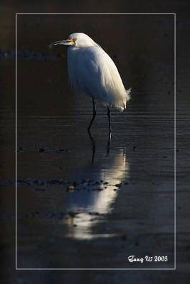 snowy_egret