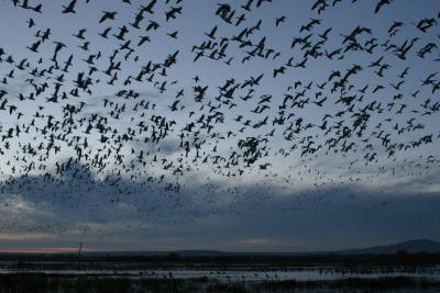 Snow Geese at Dawn