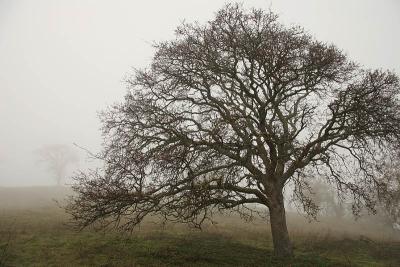 Oaks in Fog