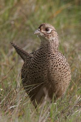 Ring-Necked Pheasant, Female