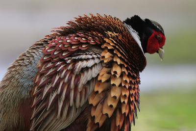 Ring-necked Pheasant, ruffling feathers