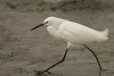 Snowy Egret