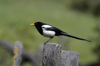 Yellow-Billed Magpie