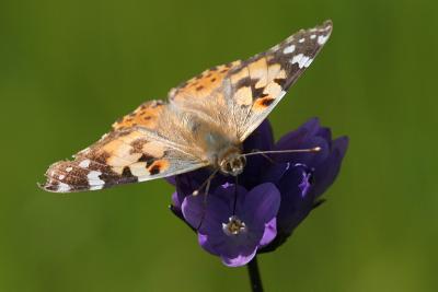 Painted Lady Butterfly on Wildflower
