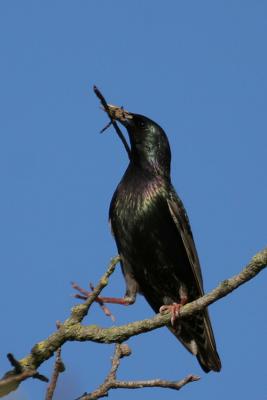 European Starling with Nesting Material