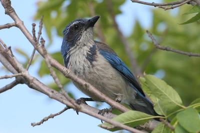 Western Scrub-Jay
