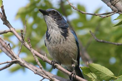 Western Scrub-Jay