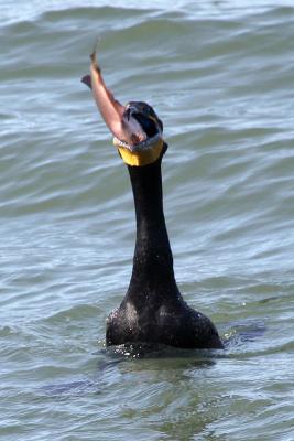 Double-Crested Cormorant with fish