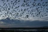 Snow Geese at Dawn