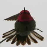 Anna's Hummingbird