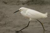 Snowy Egret